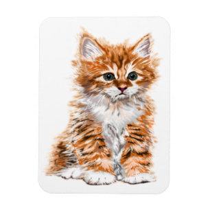 Íman Gatinho bonito