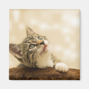 Íman Gatinho Bonito com Pata Estendida