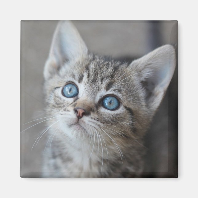 Íman Gatinho Bonito No Jardim (Frente)
