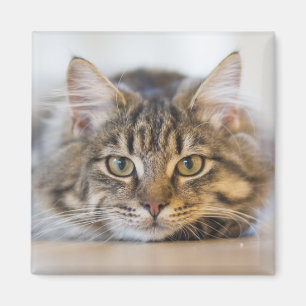 Íman Gatinho bonito olhando para você