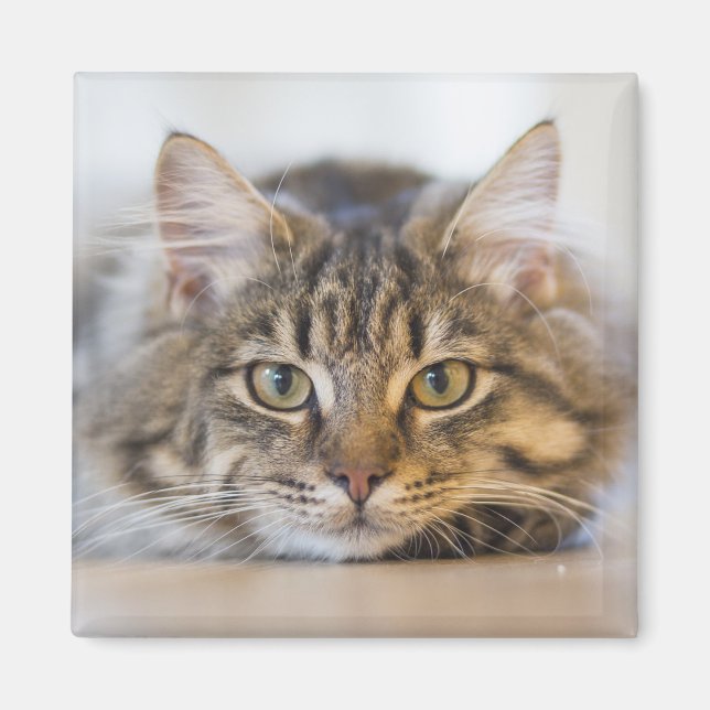 Íman Gatinho bonito olhando para você (Frente)