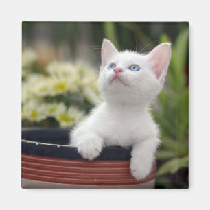 Íman Gatinho branco turco
