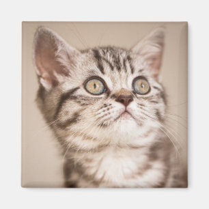 Íman Gatinho britânico cinzento bonito do cabelo curto