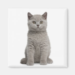 Íman Gatinho britânico de Shorthair