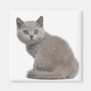 Íman Gatinho britânico de Shorthair (10 semanas velho)