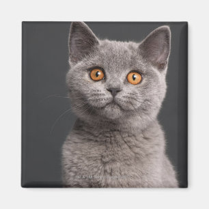 Íman Gatinho britânico de Shorthair (3 meses velho)