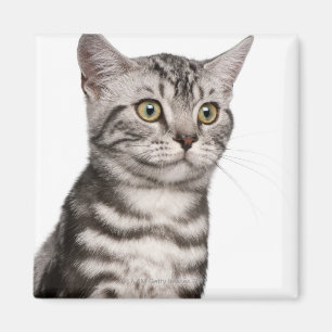 Íman Gatinho britânico de Shorthair (4 meses velho)