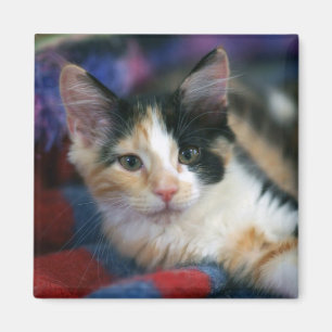 Íman Gatinho da chita, traçando