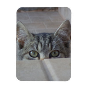Íman Gatinho de esconde-esconde