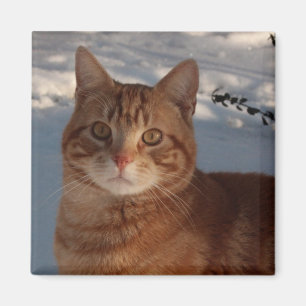 Íman Gatinho de geladeira