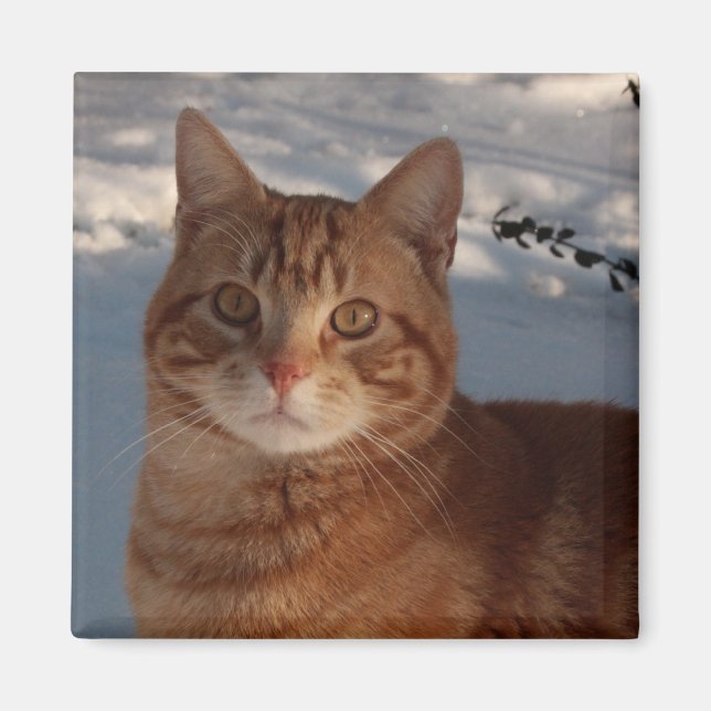 Íman Gatinho de geladeira (Frente)