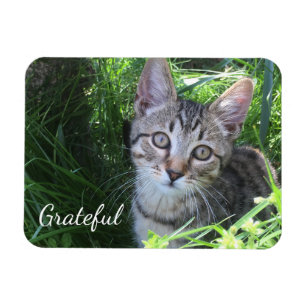 Íman Gatinho de Gratidão