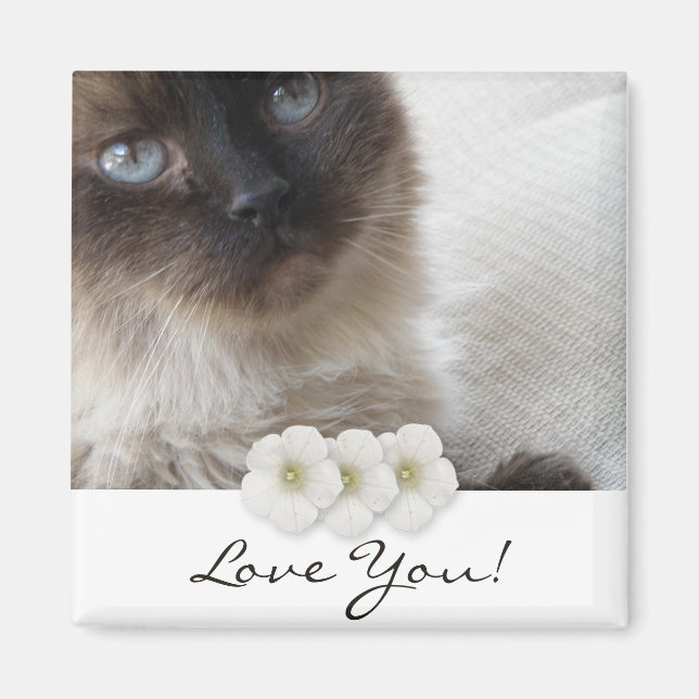 Íman Gatinho de Olho Azul (Frente)