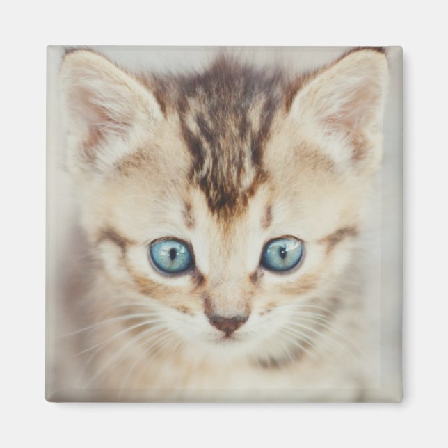 Íman Gatinho de olhos azuis (Frente)