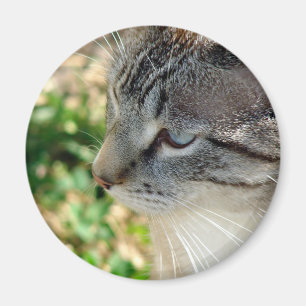 Íman Gatinho de olhos azuis