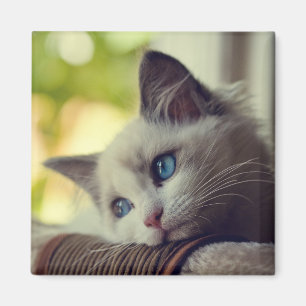 Íman Gatinho de Ragdoll