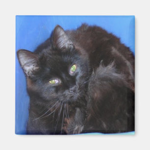 ÍMAN GATINHO DO CHOCOLATE