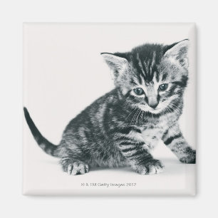 Íman Gatinho do gato malhado