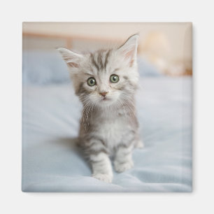 Íman Gatinho do racum de Maine