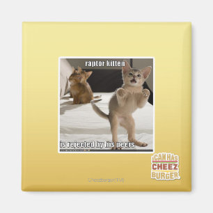 Íman Gatinho do raptor