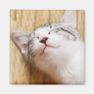 Íman Gatinho do sono