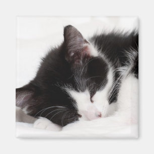 Íman Gatinho do sono