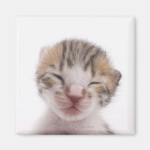 Íman Gatinho do sono