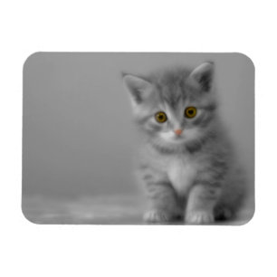 Íman Gatinho Doce