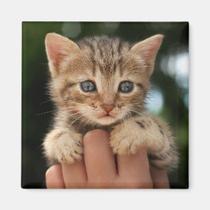 Íman Gatinho doce do bebê