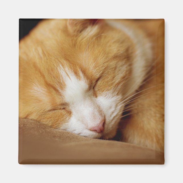 Íman Gatinho Dormindo (Frente)