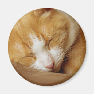 Íman Gatinho dormindo