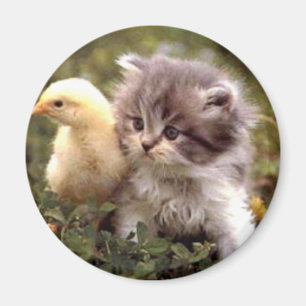 Íman Gatinho e pintinho do bebê