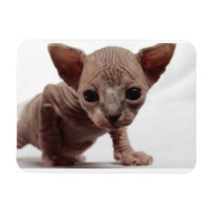 Íman Gatinho Furless bonito Freaky de Sphynx