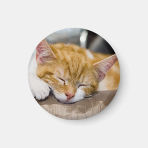 Íman Gatinho Gato