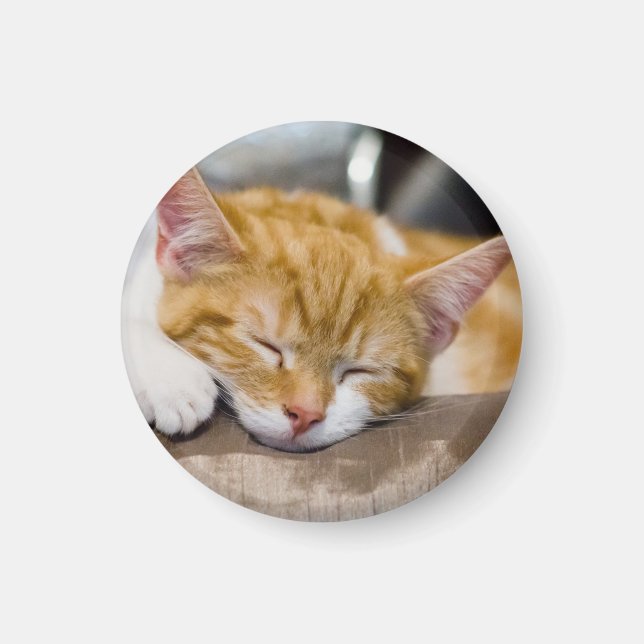Íman Gatinho Gato (Frente)