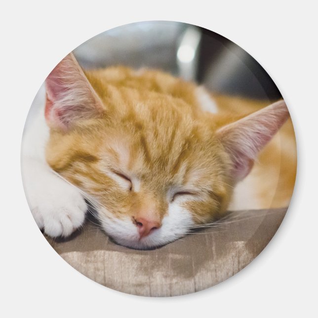 Íman Gatinho Gato (Frente)