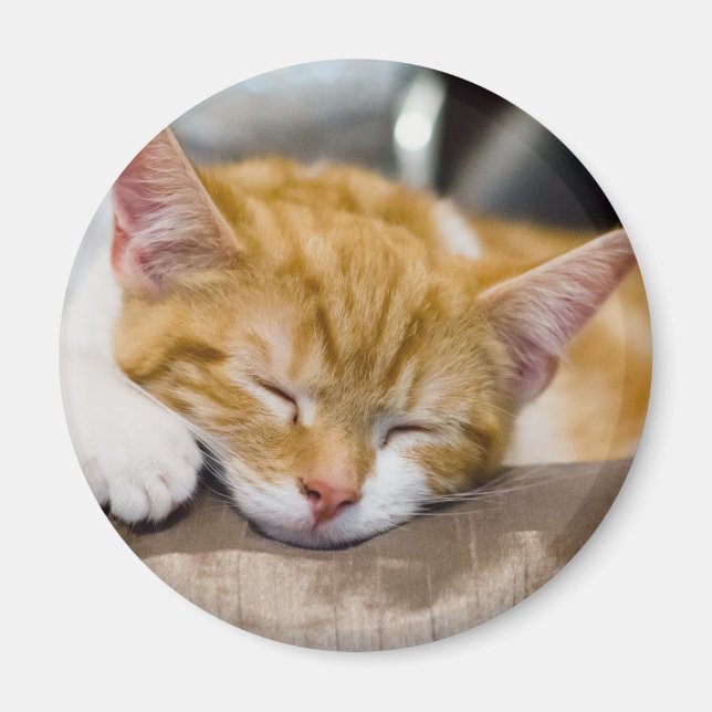 Íman Gatinho Gato (Frente)