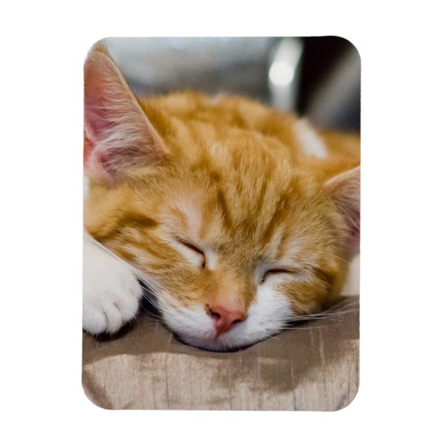 Íman Gatinho Gato (Vertical)