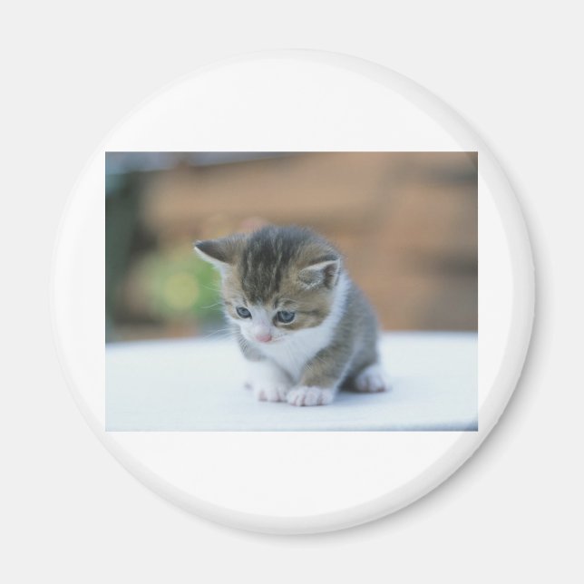 Íman Gatinho Gato (Frente)