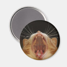 Gatinho Grande, Gatinho Sonolento
