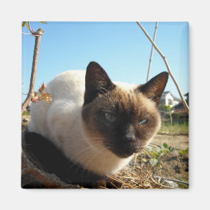 Íman Gatinho irado