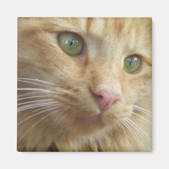 Íman Gatinho Koi Magnet (Frente)