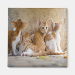 Íman Gatinho Listrado Laranja e Branco/ Adicione a Foto