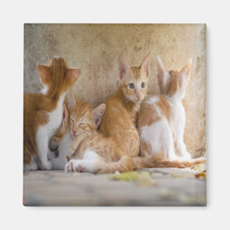 Íman Gatinho Listrado Laranja e Branco/ Adicione a Foto