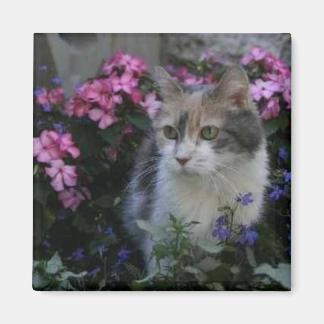 Íman Gatinho Love Magnet (Frente)