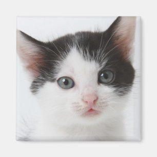 Íman Gatinho manchado preto