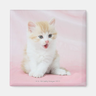 Íman Gatinho no fundo cor-de-rosa