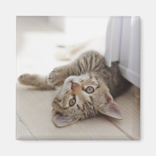 Íman Gatinho pequeno bonito