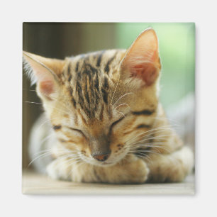Íman Gatinho pequeno do bebê do sono