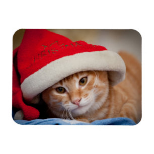 Íman Gatinho pequeno no chapéu vermelho do Natal